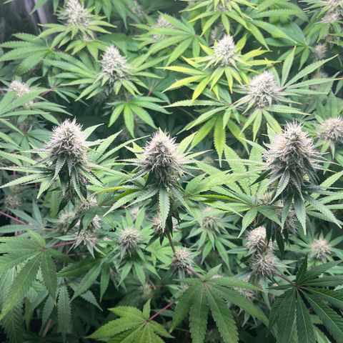 Girls growlog timeline photo