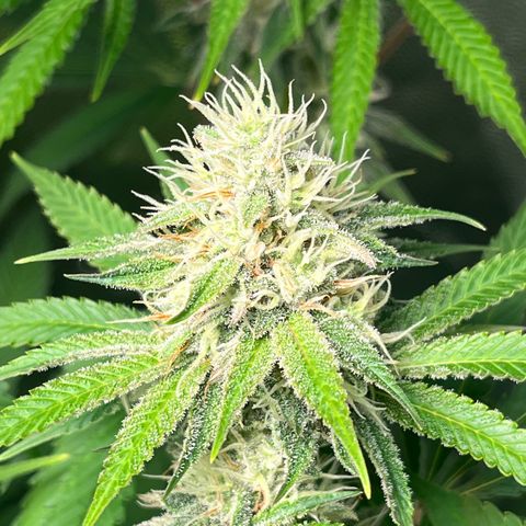 Girls growlog timeline photo