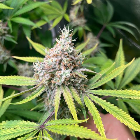 Girls growlog timeline photo
