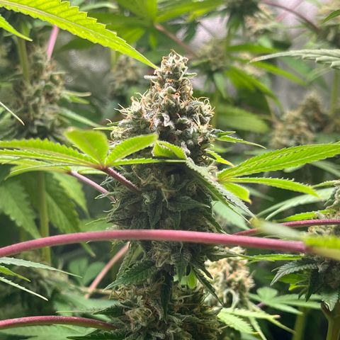 Girls growlog timeline photo