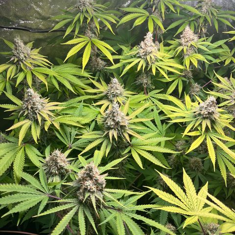 Girls growlog timeline photo