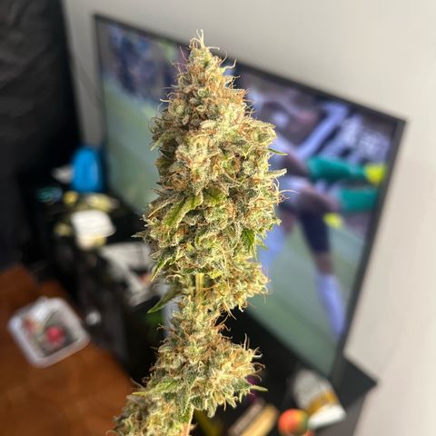 Girls growlog timeline photo