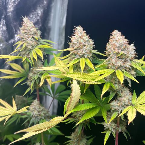 Girls growlog timeline photo