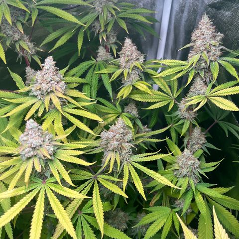 Girls growlog timeline photo
