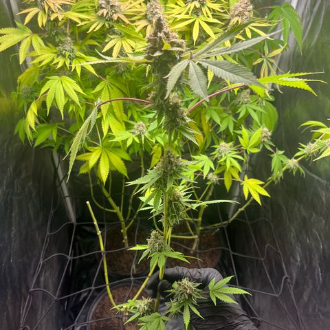 Girls growlog timeline photo