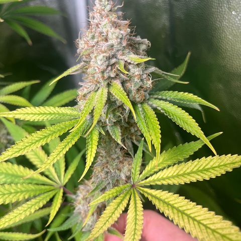 Girls growlog timeline photo