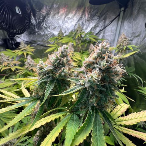 Girls growlog timeline photo