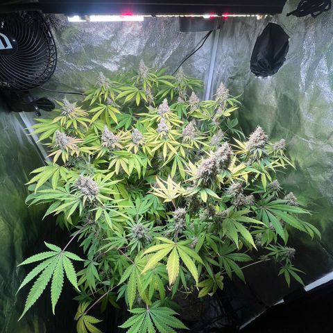 Girls growlog timeline photo