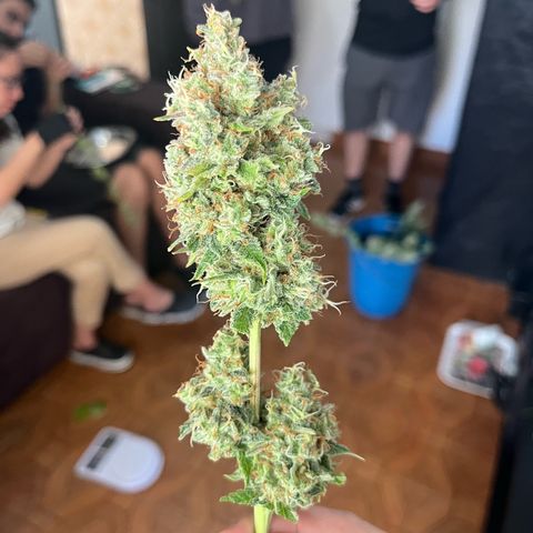 Girls growlog timeline photo
