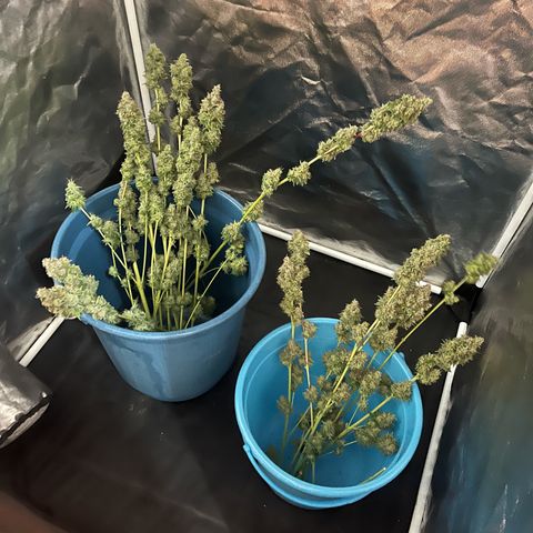 Girls growlog timeline photo