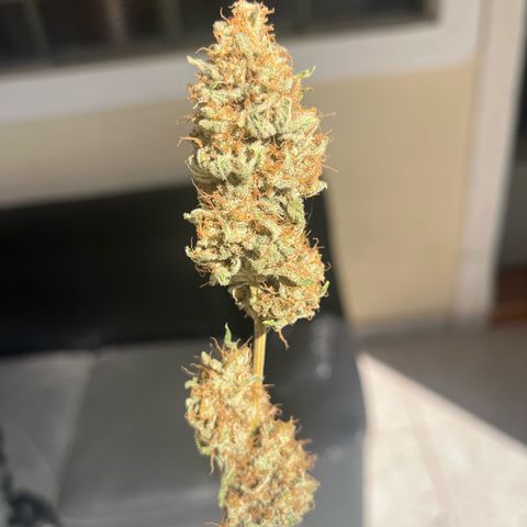 Girls growlog timeline photo
