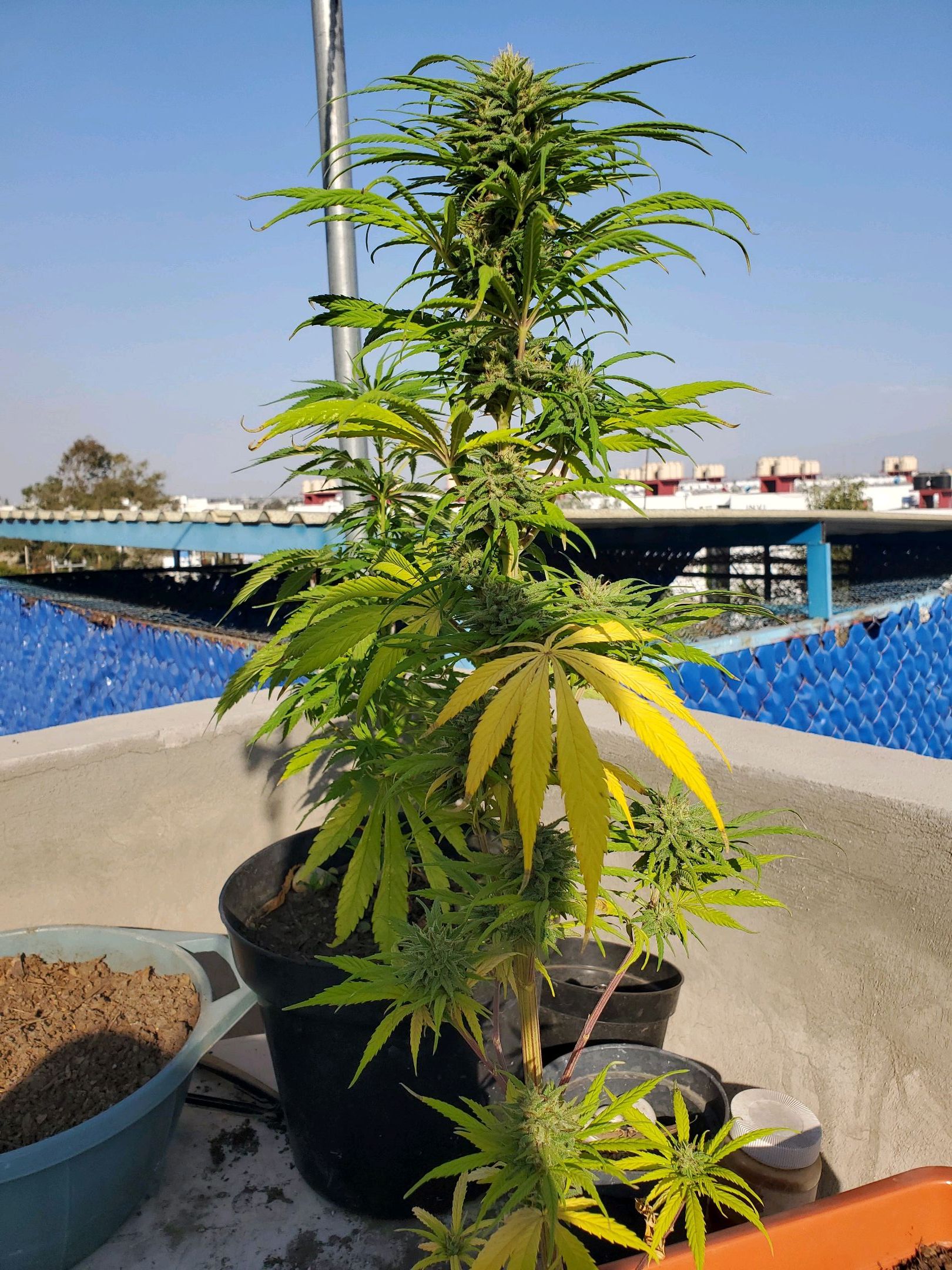 La peque growlog header