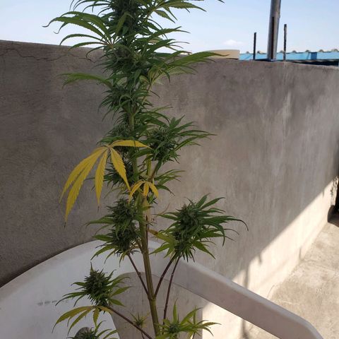 La peque growlog photo