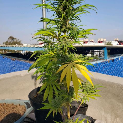 La peque growlog in Exterior