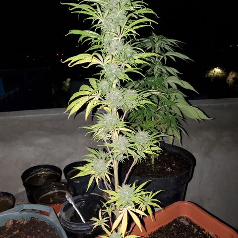 La peque growlog photo