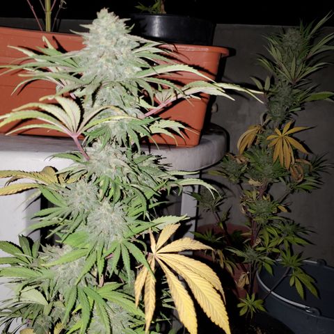 Rodito growlog photo: Segundo riego con melaza
