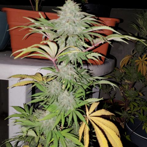 Rodito growlog photo: Segundo riego con melaza