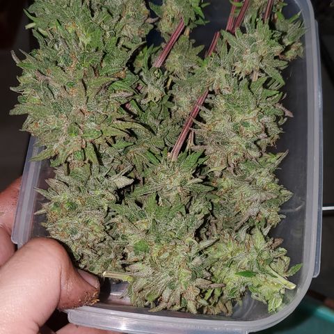 La peque growlog photo: Secado