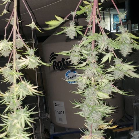 La peque growlog photo: Secado
