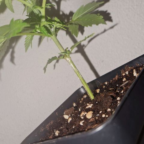 Critical Kush growlog timeline photo
