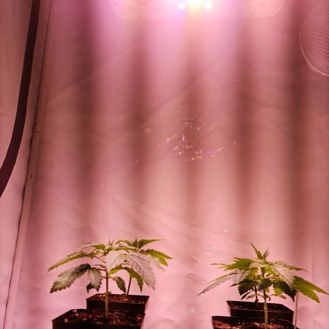 Critical Kush growlog timeline photo