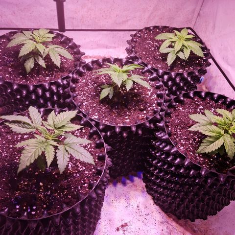Critical Kush growlog photo: Haushalt mit 3 Erwachsenen Personen 