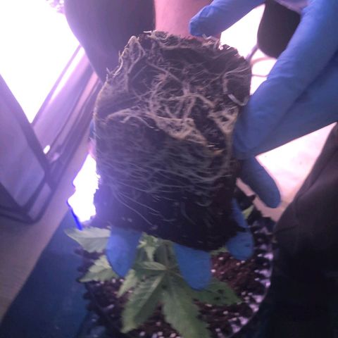 Critical Kush growlog timeline photo
