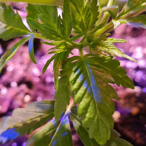 Critical Kush growlog photo: Mutation an dem seitentrieb der 2ten Internodie 