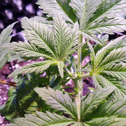 Critical Kush growlog timeline photo