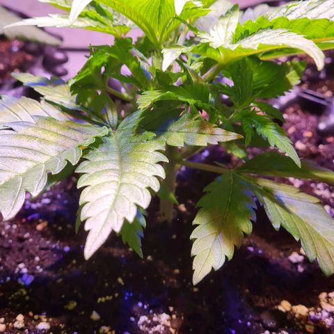 Critical Kush growlog timeline photo