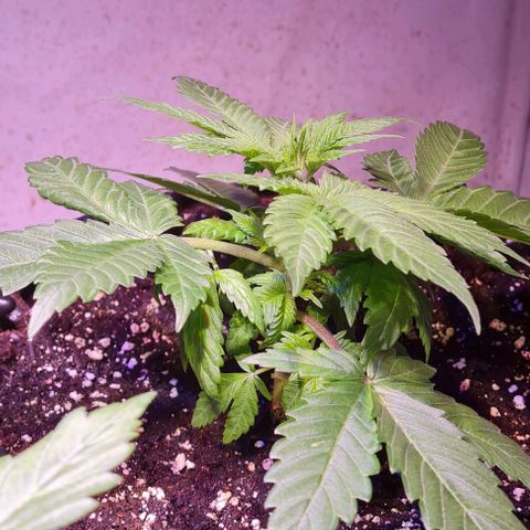 Critical Kush growlog timeline photo