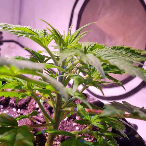 Critical Kush growlog timeline photo