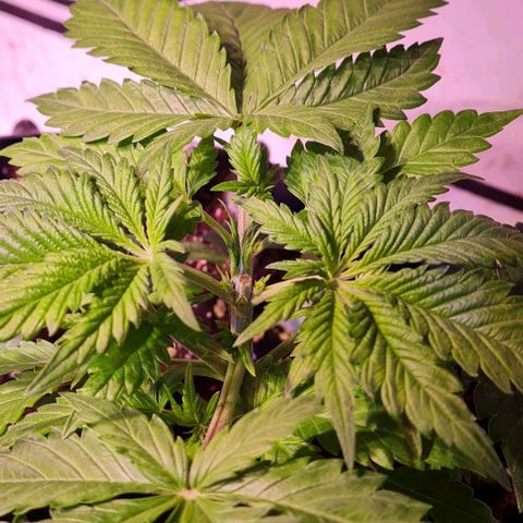 Critical Kush growlog timeline photo