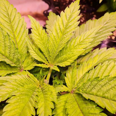 Critical Kush growlog timeline photo
