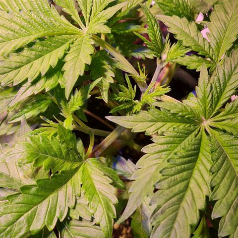 Critical Kush growlog timeline photo