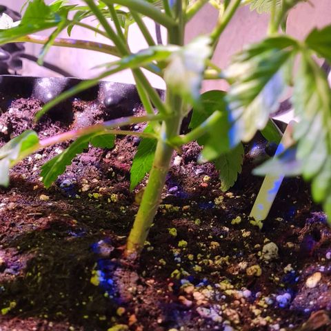 Critical Kush growlog timeline photo