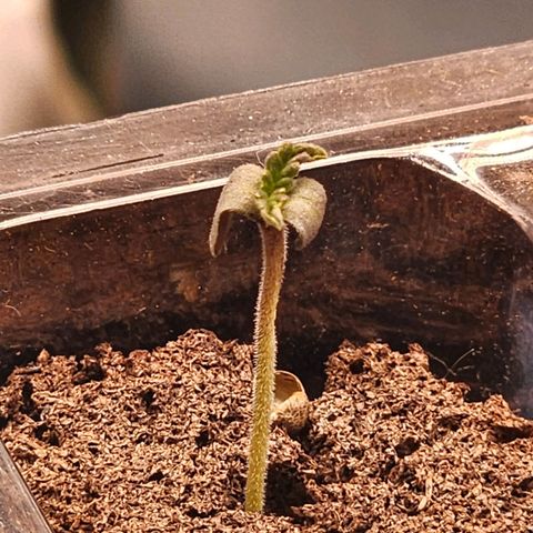 T1000 #1 growlog timeline photo
