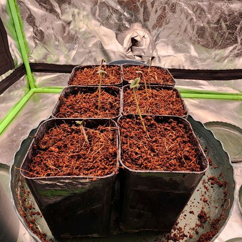 T1000 #2 growlog timeline photo