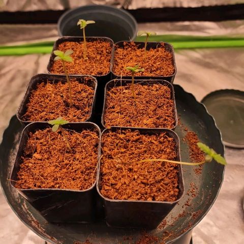 T1000 #2 growlog timeline photo