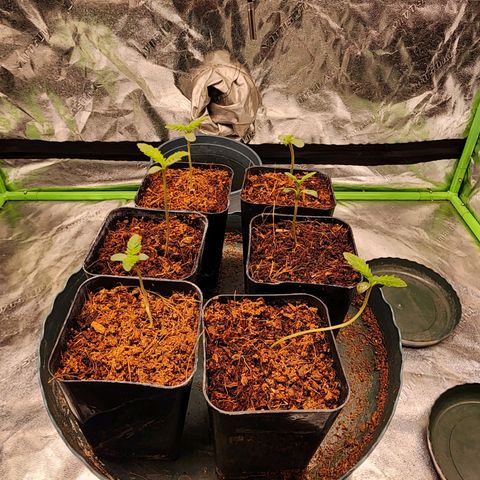 T1000 #2 growlog timeline photo