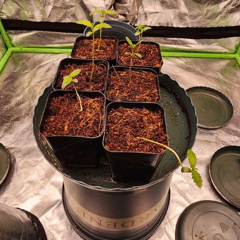 T1000 #2 growlog timeline photo