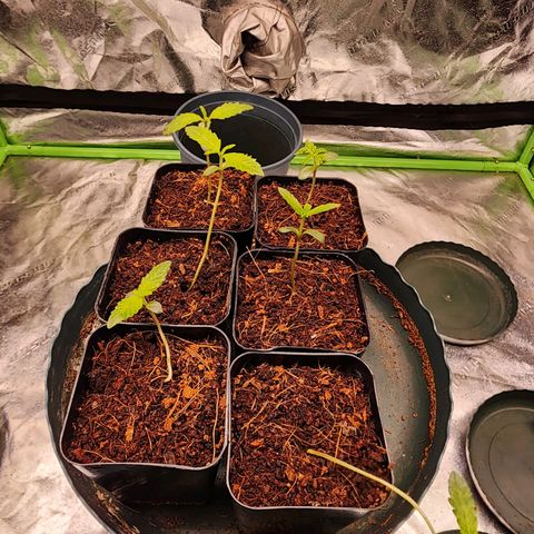 T1000 #2 growlog timeline photo
