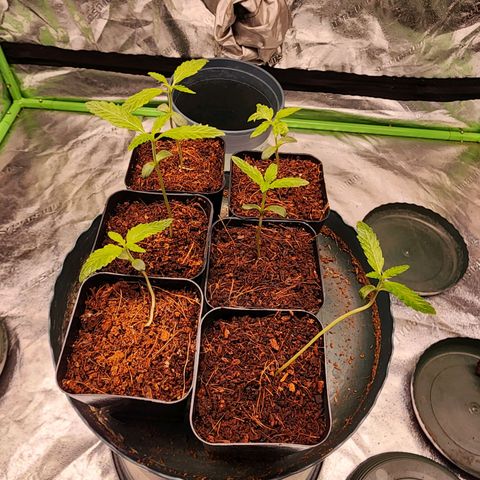T1000 #2 growlog timeline photo
