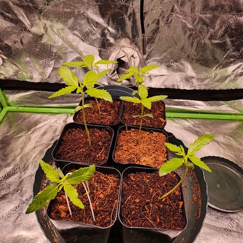T1000 #2 growlog photo: #5 was falling over so she was propped up.