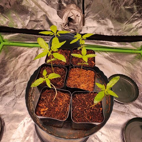T1000 #2 growlog photo: #5 was falling over so she was propped up.