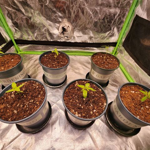 T1000 #2 growlog photo: Re-potted into 1 gallons