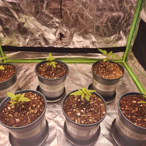 T1000 #2 growlog timeline photo
