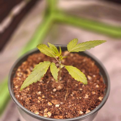 T1000 #1 growlog timeline photo