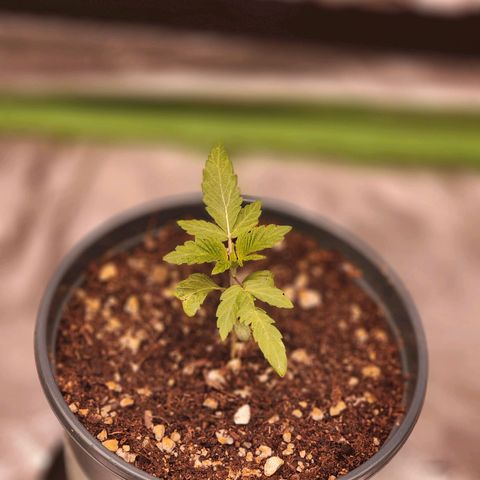 T1000 #2 growlog timeline photo
