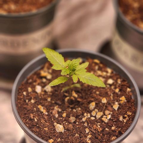 T1000 #4 growlog timeline photo